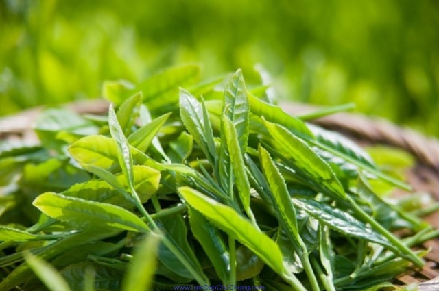 Lá trà xanh có chứa nhiều tinh chất giúp cải thiện vấn đề về mụn cũng như trắng da