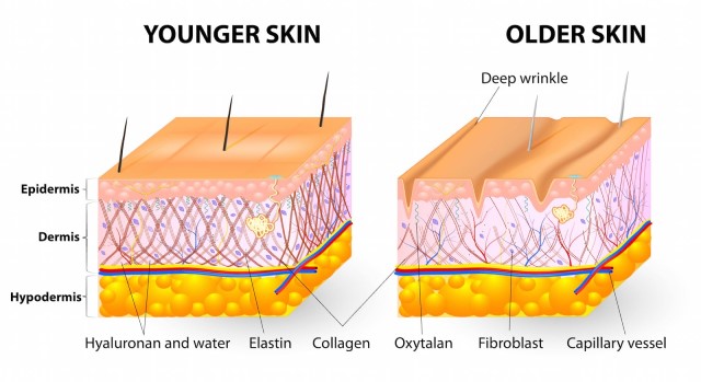 Collagen có tác dụng lớn đối với làn da